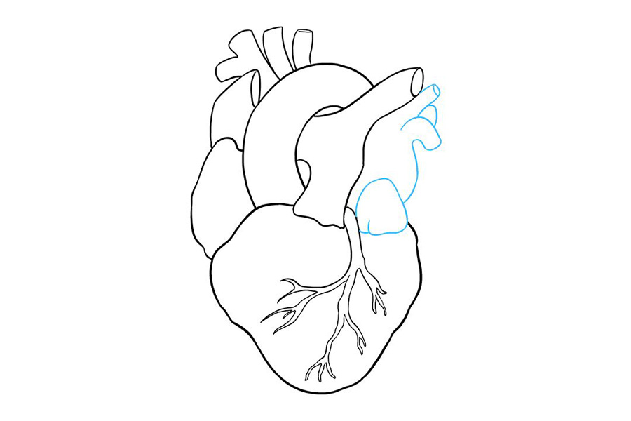 如何画人的心脏-图8