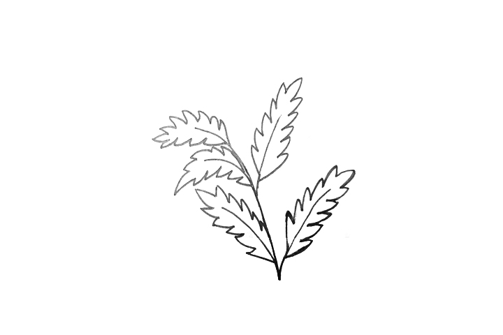 如何画艾草-图2