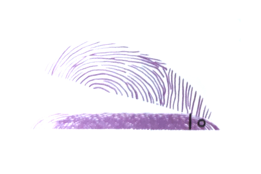 步骤3：画上订书机的连接部分。