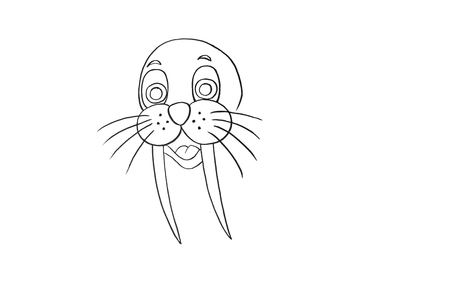 海狮怎么画 海狮是什么-图2