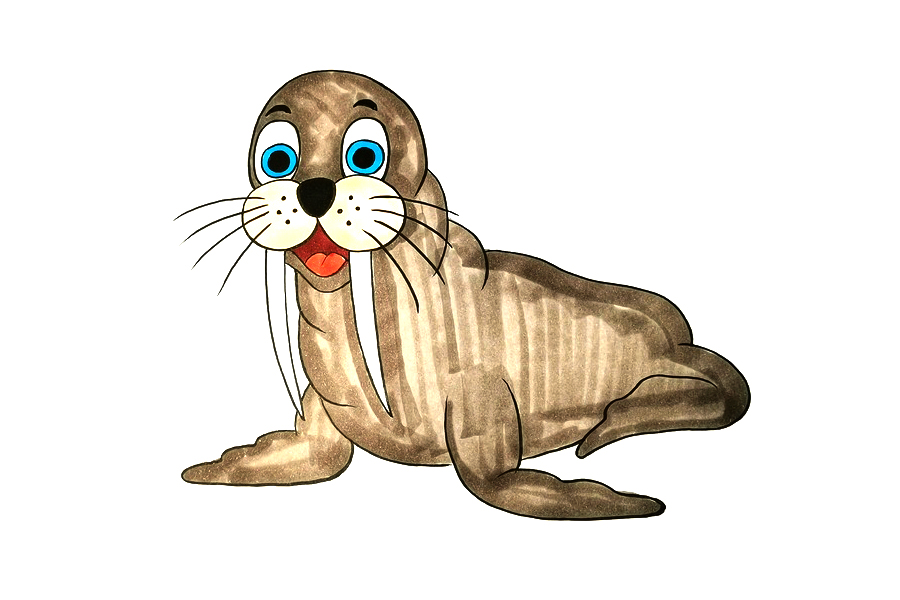 海狮怎么画 海狮是什么