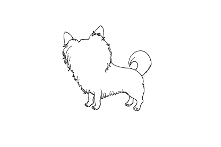 蝴蝶犬怎么画-图2