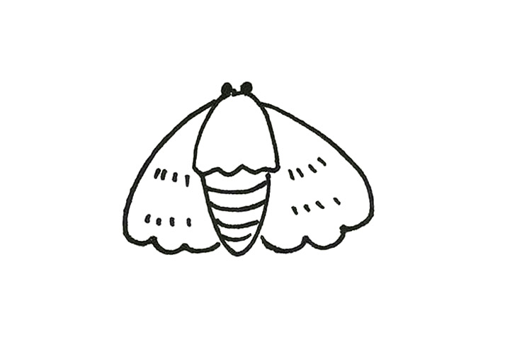 简单的飞蛾简笔画画法步骤-图3