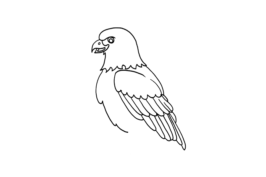 一步一步学画老鹰-图2