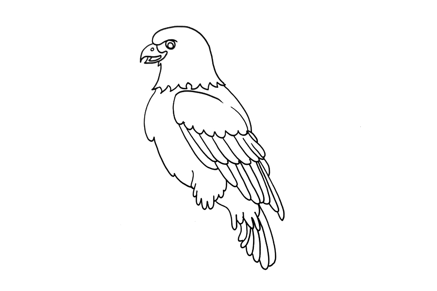 一步一步学画老鹰-图3