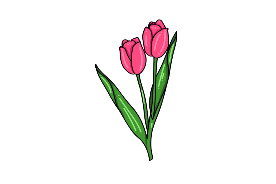 教师节花朵-郁金香怎么画
