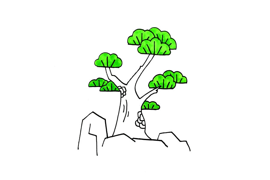 植物简笔画大全 松柏怎么画-图4
