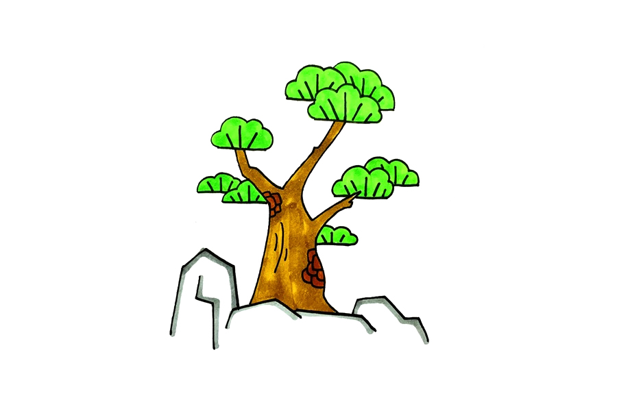 植物简笔画大全 松柏怎么画
