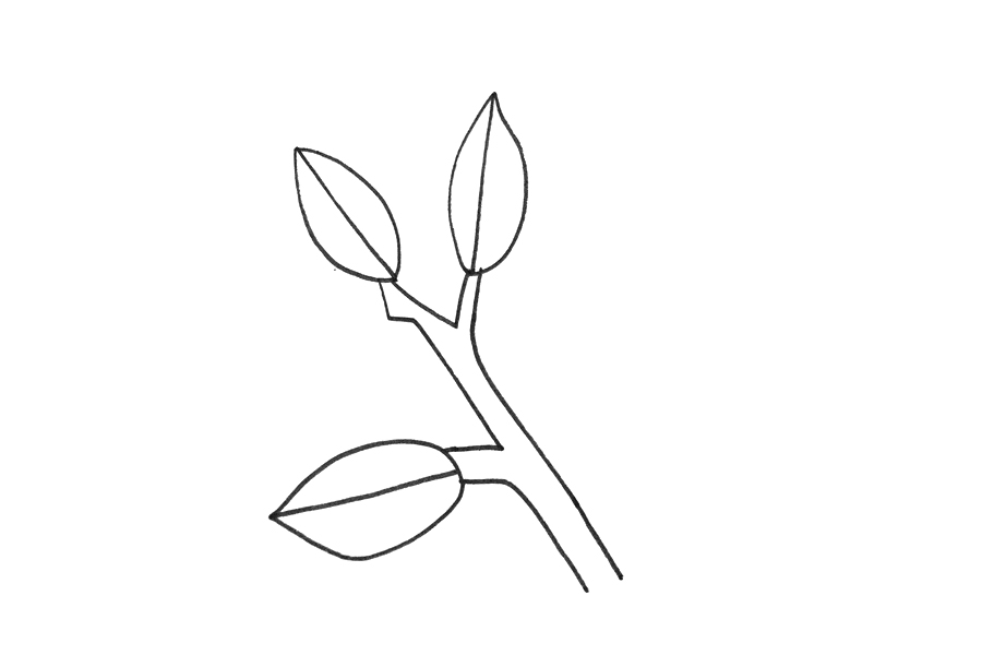 冬青树怎么画-图1