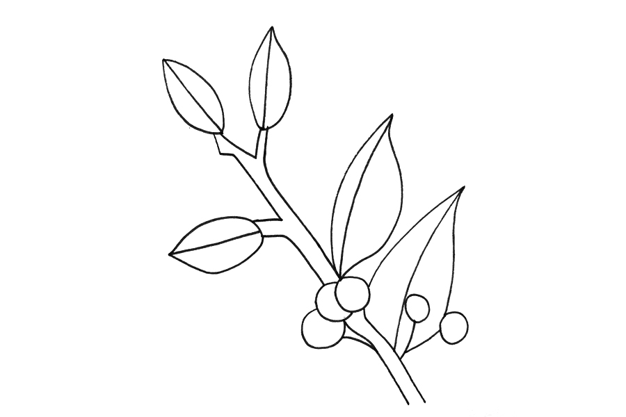 冬青树怎么画-图3