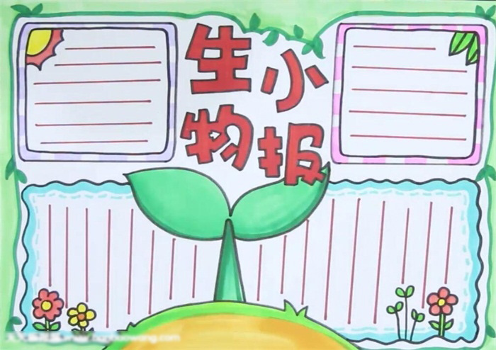 小学生生物小报漂亮