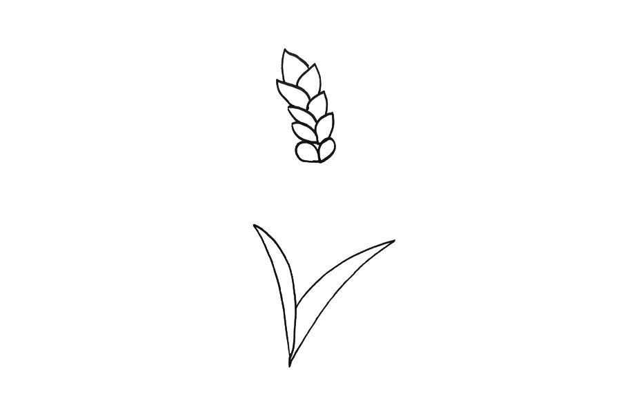 小麦怎么画-图2