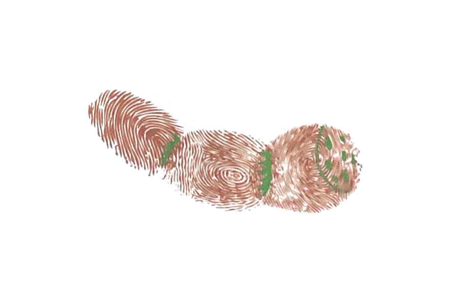 幼儿早教绘画 莲藕指印画画法步骤