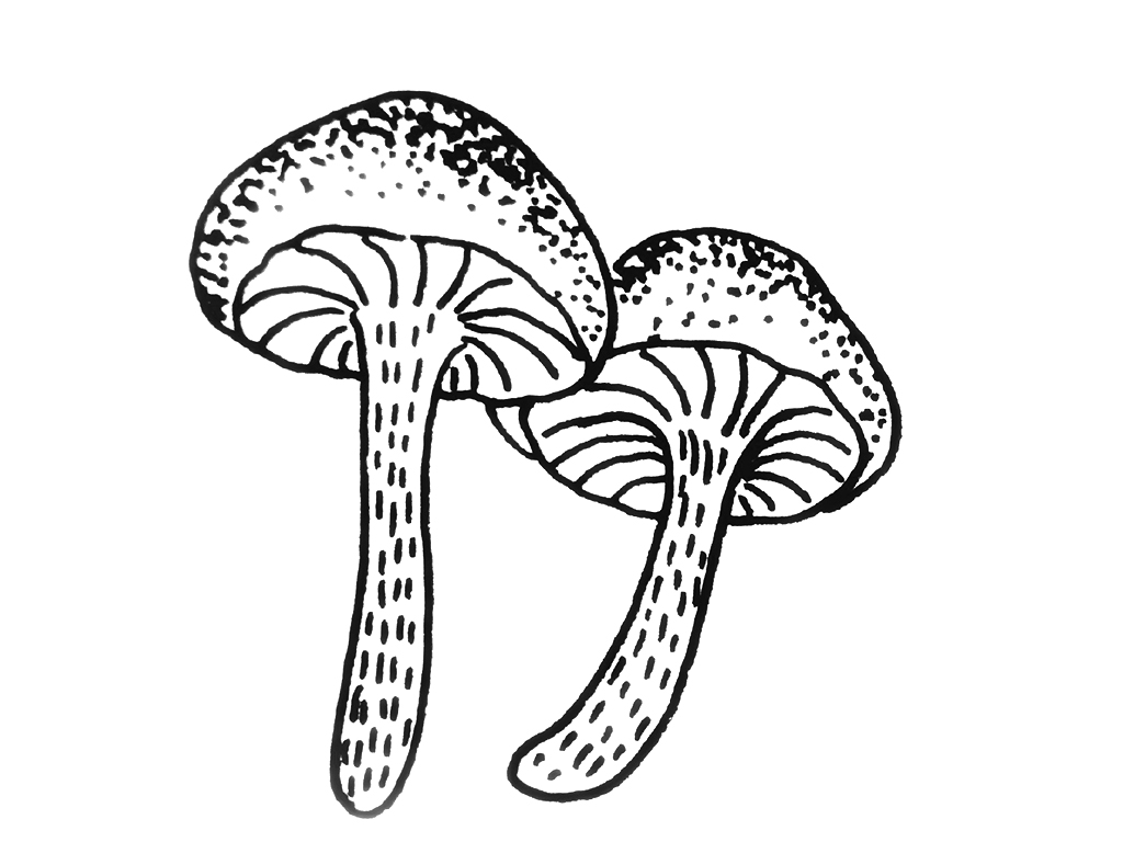 一组小植物简笔画图片-图2