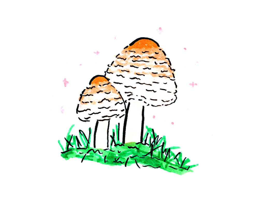 可可爱爱的蘑菇简笔画-图9