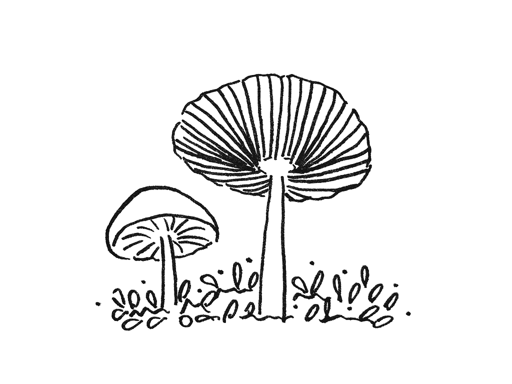 可可爱爱的蘑菇简笔画-图8