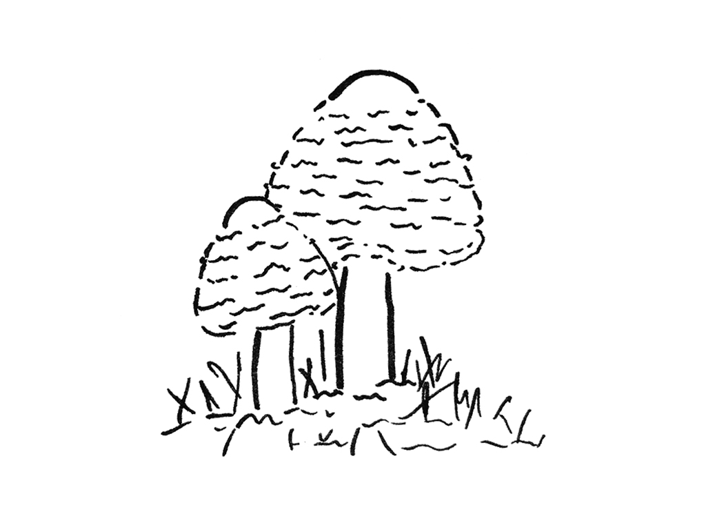 可可爱爱的蘑菇简笔画-图10