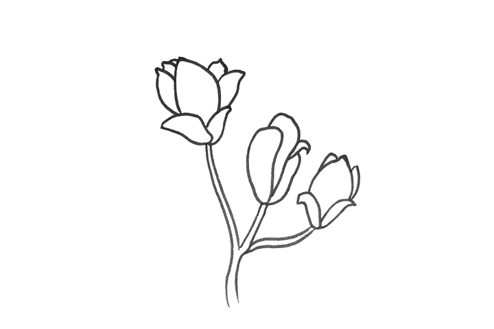 玉兰花怎么画-图2