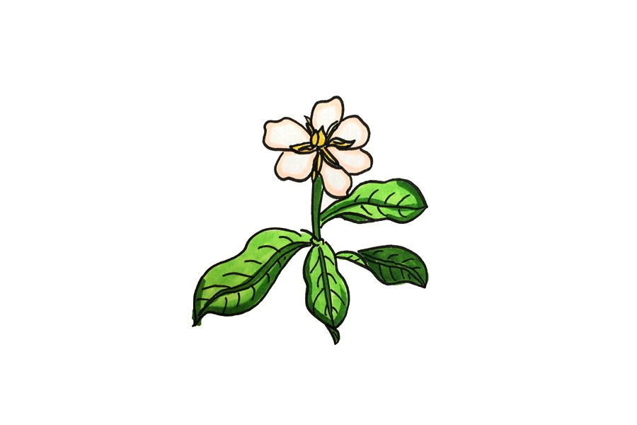 栀子花怎么画