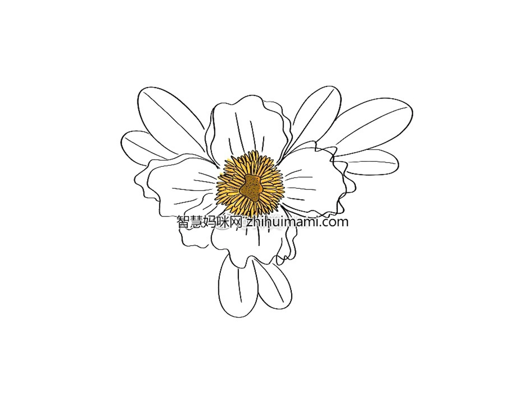 一朵漂亮的花花简笔画画法步骤-图7