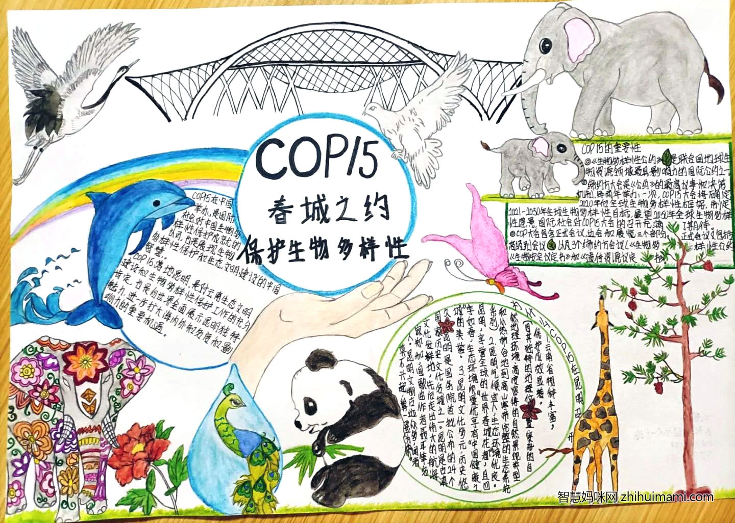 保护生物多样性手抄报图片-图4