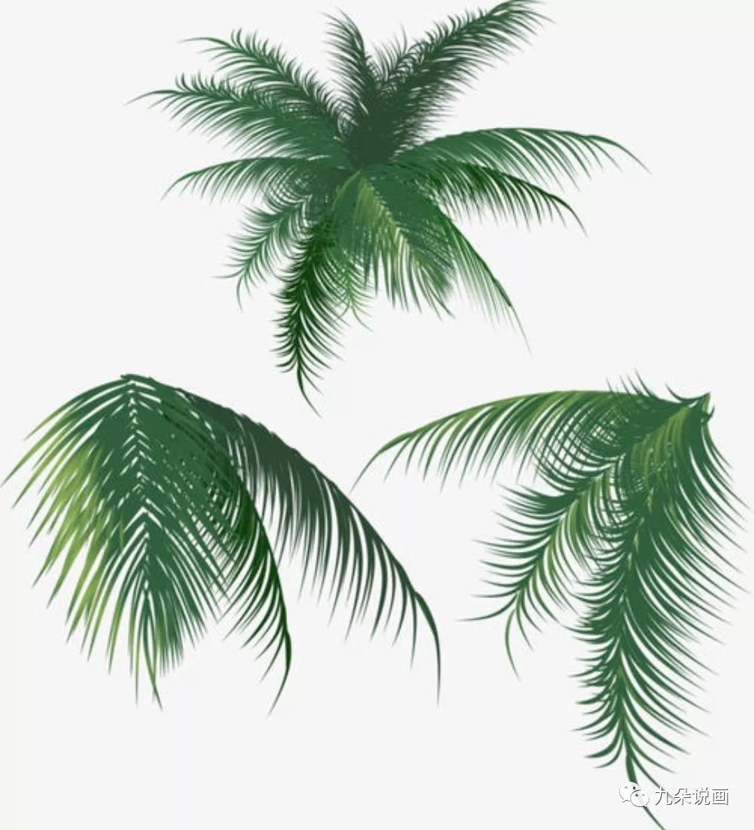 步骤8：椰子树叶长这个样子，小朋友可以看一看哦。