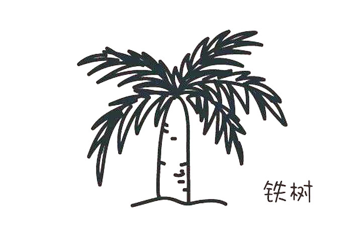 铁树的简单画法