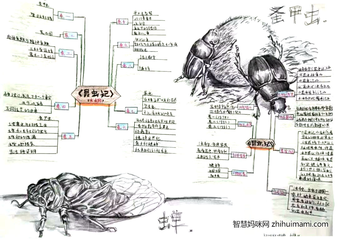 初中生昆虫记手抄报一等奖-图6