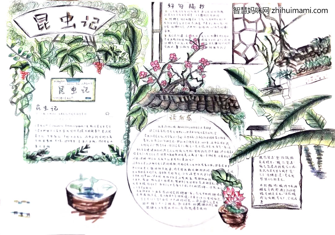 昆虫记手抄报简单又漂亮-图1