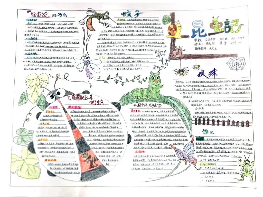 昆虫记手抄报简单又漂亮-图7