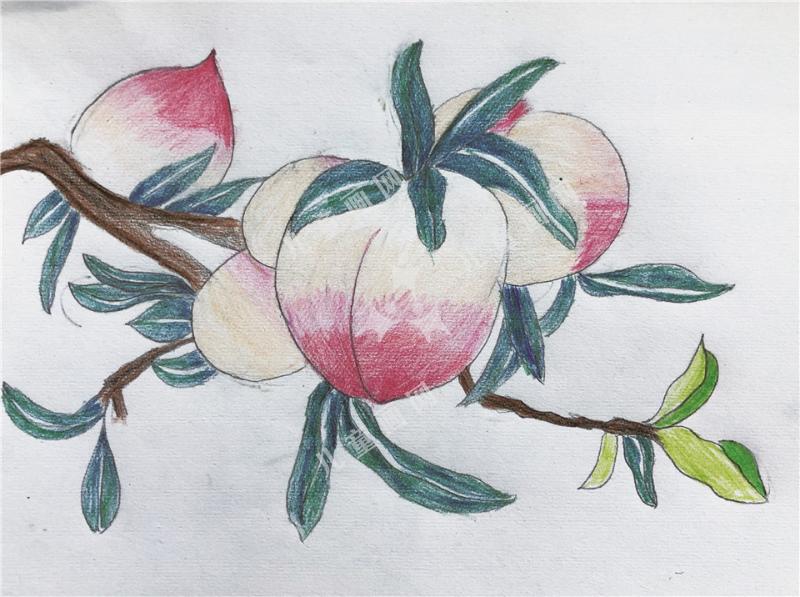 水蜜桃手绘画