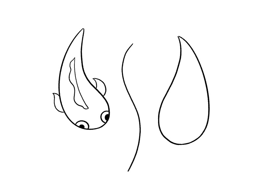 步骤3：然后，在水滴形状的两侧简单画出鱼鳍，在中间位置画出背鳍