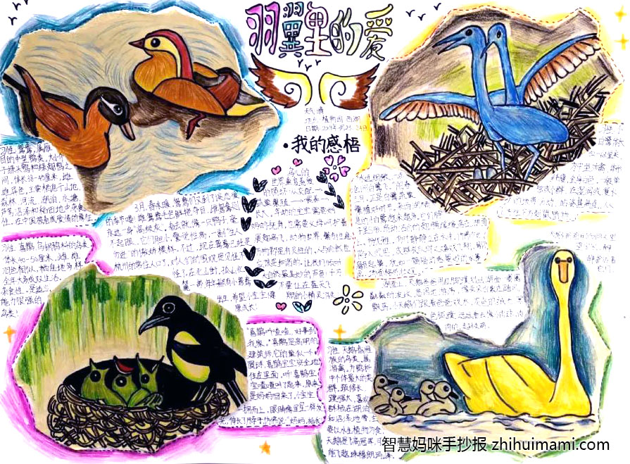 小鸟观察日记主题手抄报（8张）-图3