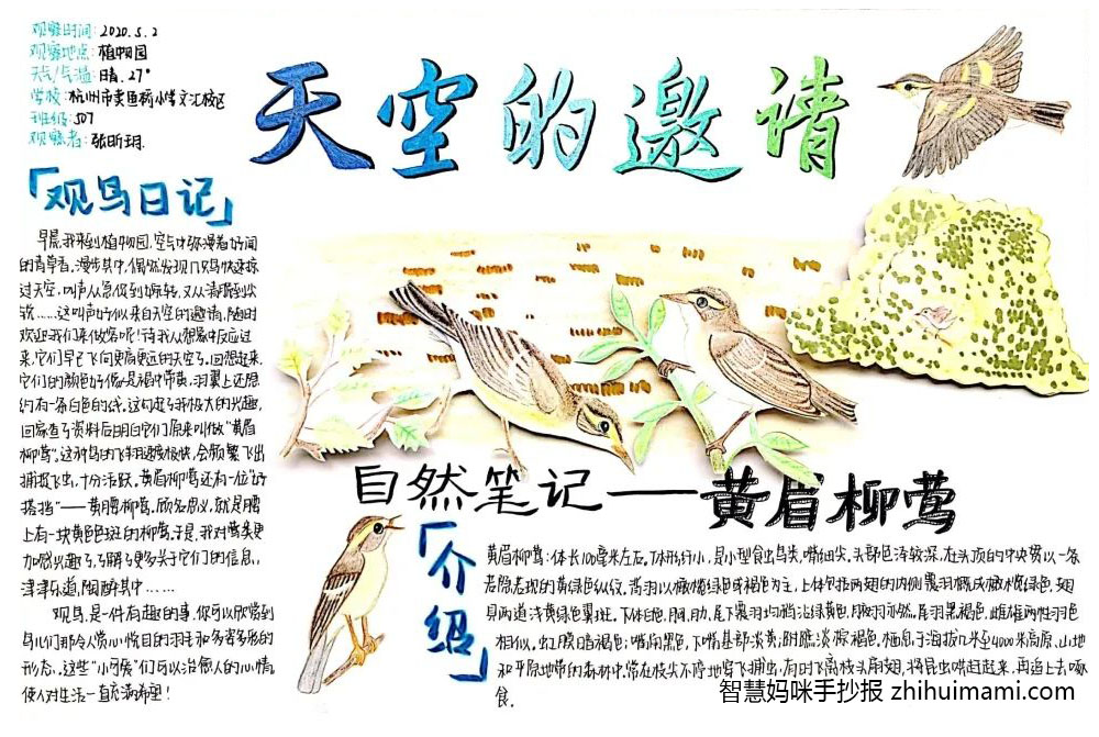 小鸟观察日记主题手抄报（8张）-图4