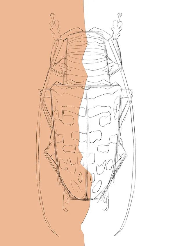 步骤3：基本形没问题后，我们继续用铅笔勾勒天牛的细节以及身上的图案。