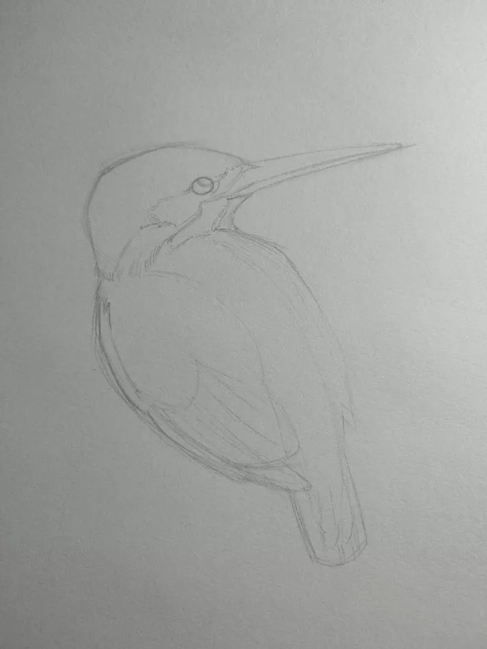 步骤1：首先用铅笔轻轻画出翠鸟的基本结构和轮廓。