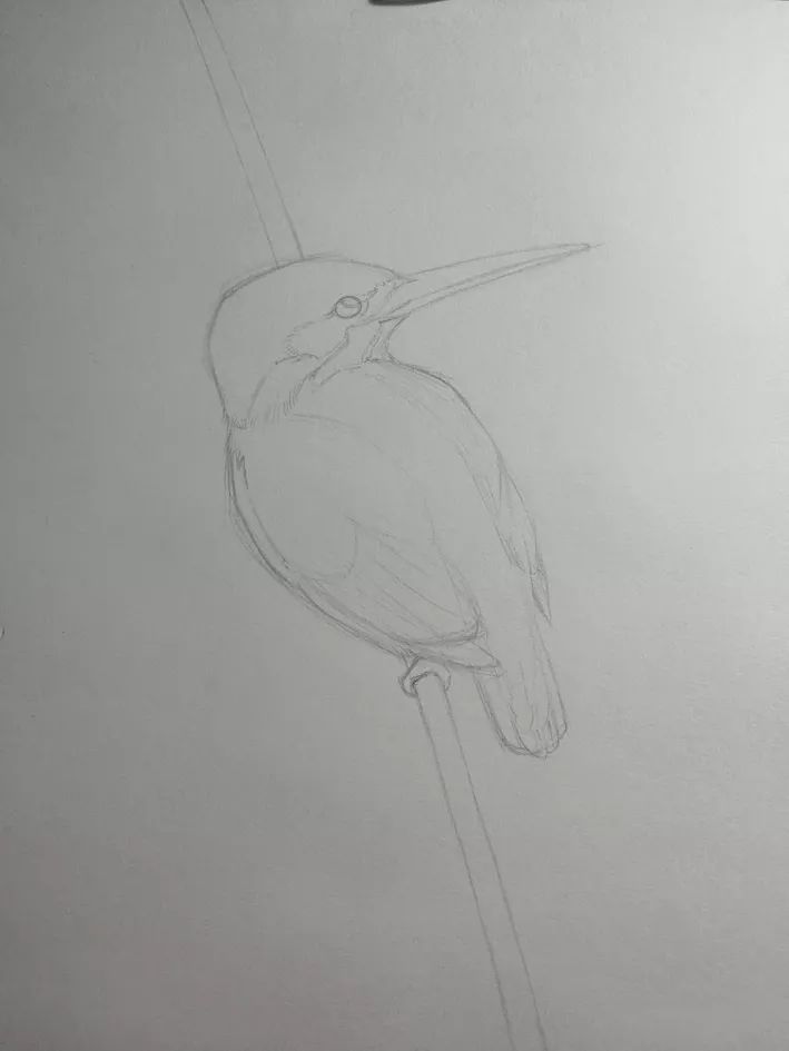 步骤2：用铅笔勾勒出翠鸟栖息的植物茎部。完成整幅画的构图。