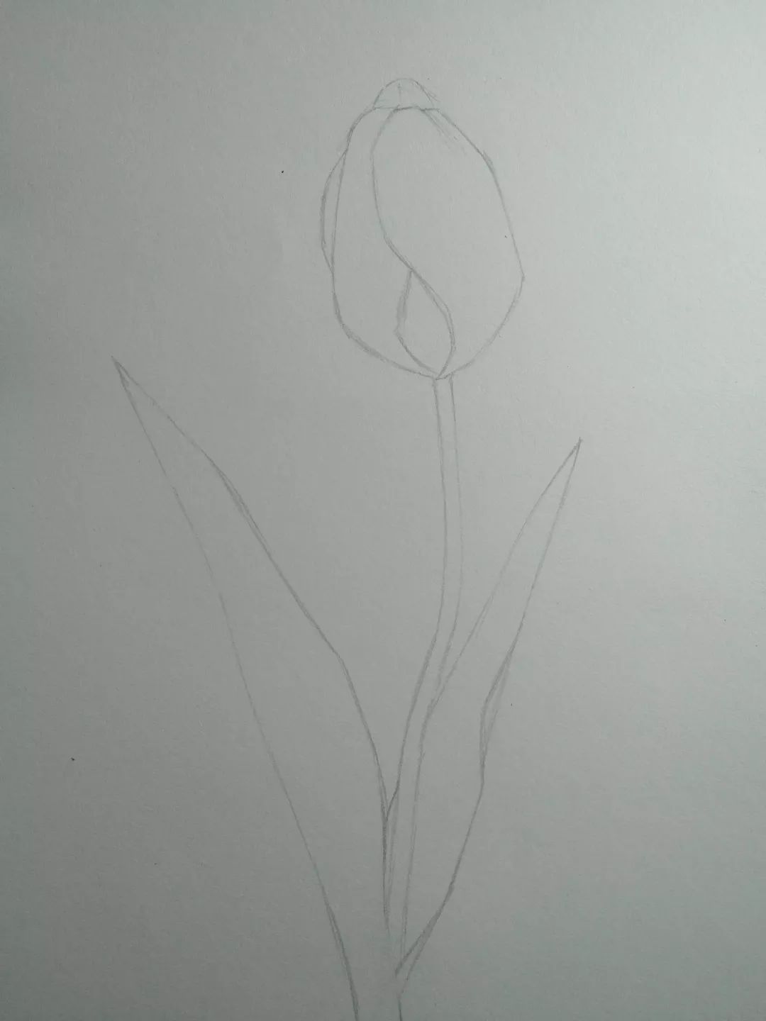 步骤1：首先用铅笔轻轻画出郁金香的基本结构和轮廓，用线可以硬朗一些。