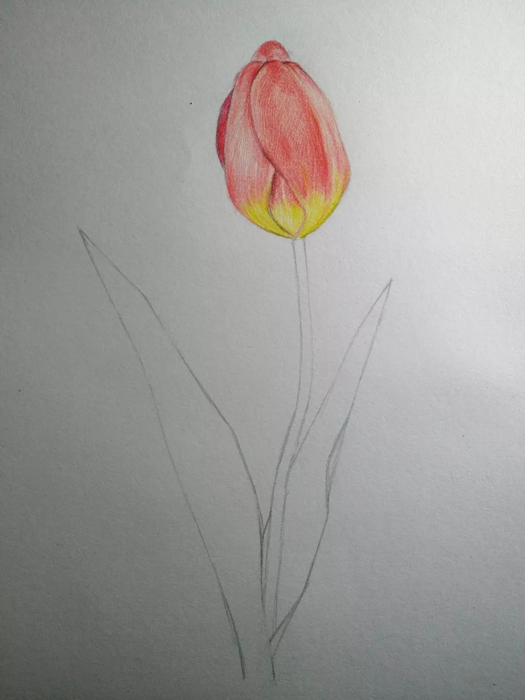 步骤4：花朵是这幅画面的焦点，要用心刻画，表现出结构，明暗以及花瓣的质感和色彩变化。红色和黄色的过渡要自然，不要太生硬。