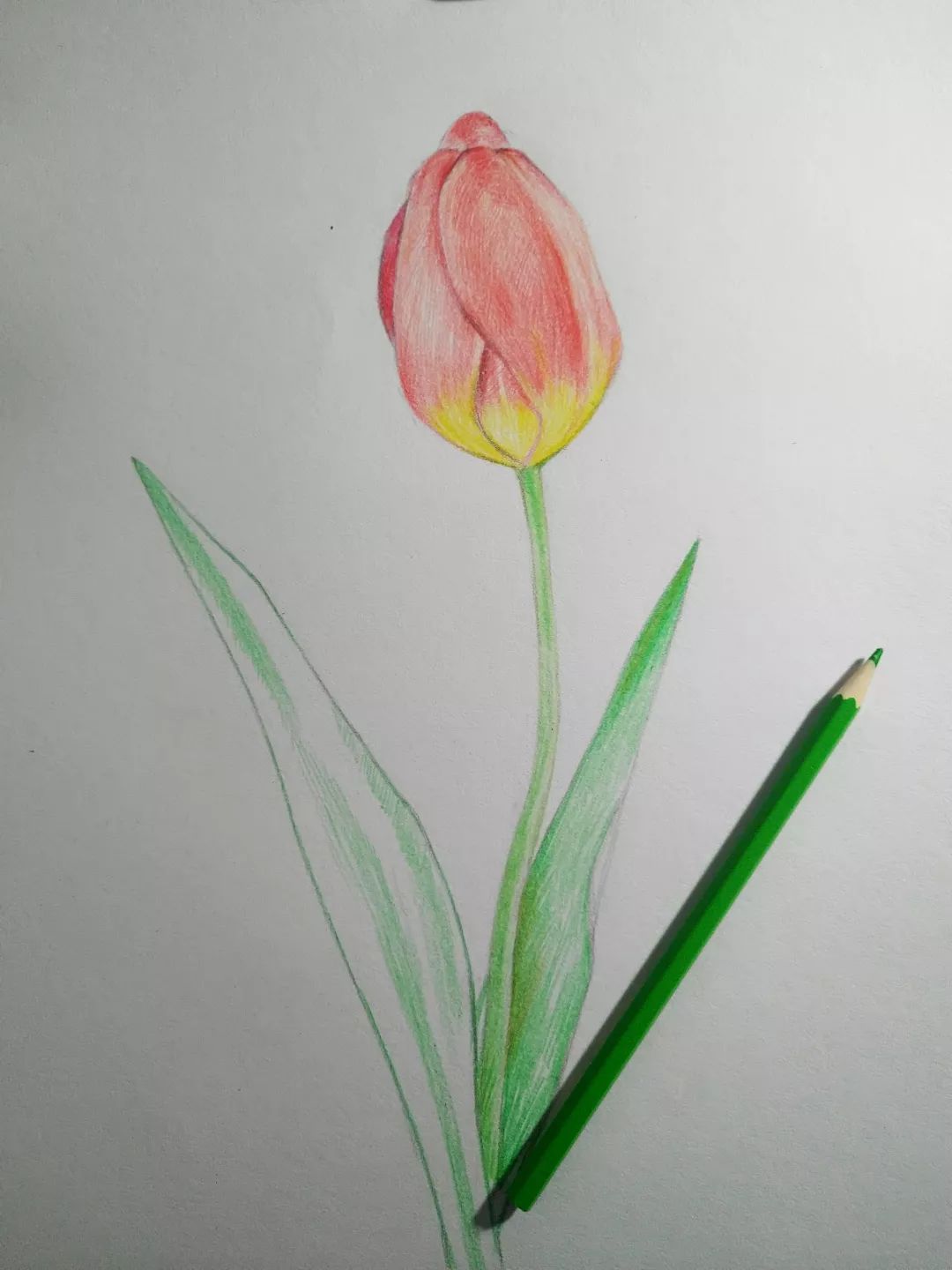 步骤5：开始绘制茎和叶子。