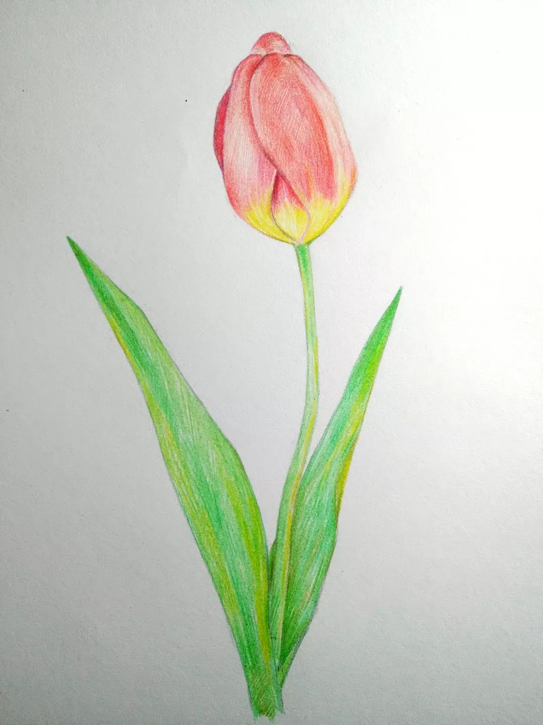 漂亮的郁金香儿童绘画