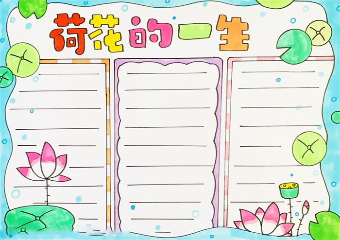 怎么画荷花的一生手抄报