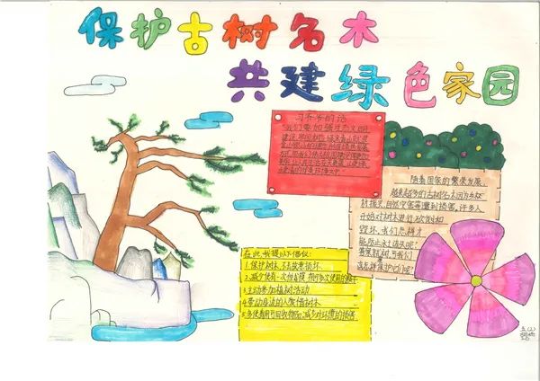 “保护古树名木，呵护绿色家园”主题手抄报-图5
