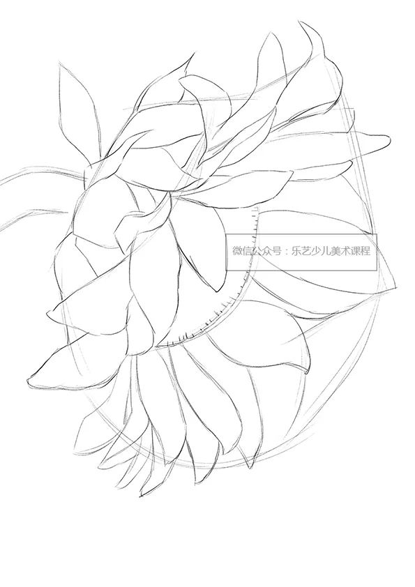 步骤1：首先我们用铅笔勾勒出葵花的形状。