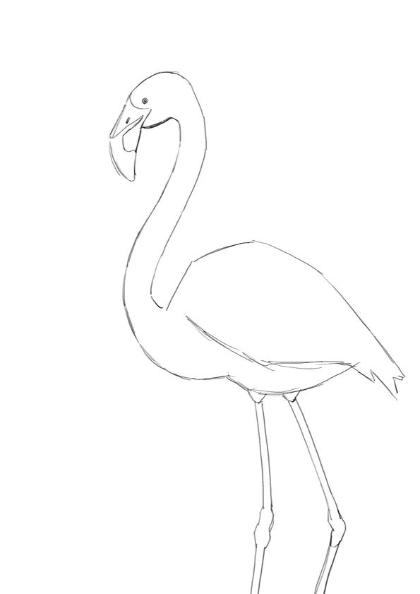 步骤1：首先我们用铅笔在素描纸上勾勒出火烈鸟的草图。