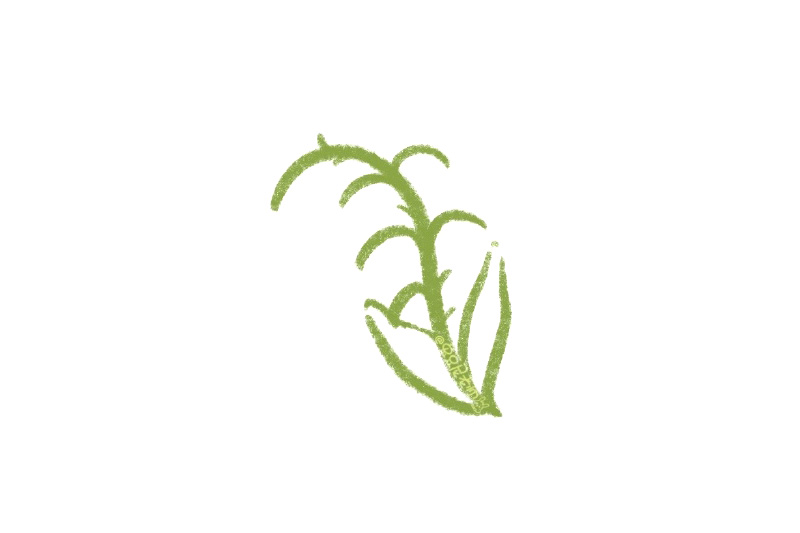 如何画漂亮的铃兰花-图1