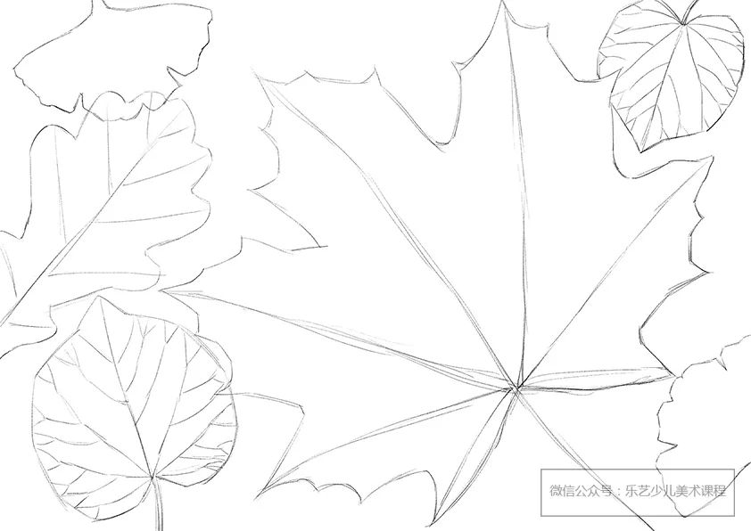 步骤1：首先我们用铅笔在画纸上勾勒出几片叶子的轮廓。  可以适当安排集中不同的叶子，  叶子之间自然会存在大小对比，可根据构图  适当调整比例。  有些叶子可以画出叶脉，有些则只画轮廓，方便上色。