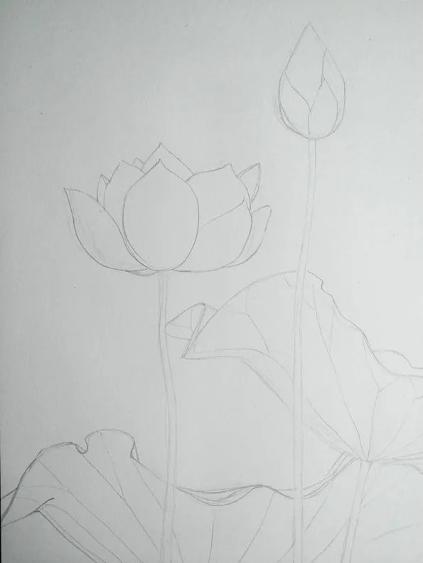 步骤1：首先我们用铅笔在素描纸上画出荷花、荷叶的草图。