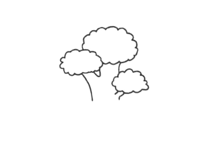 清新绿植简笔画 白松怎么画-图3