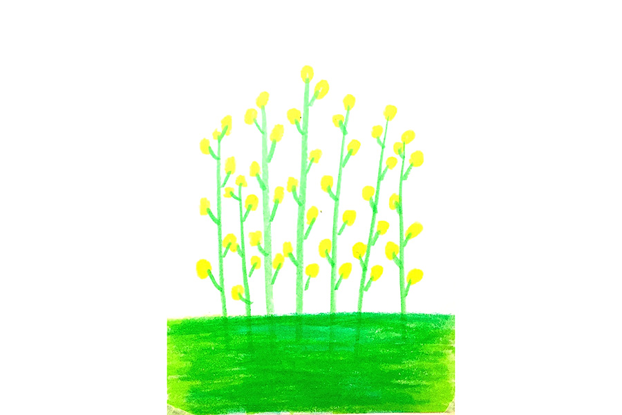 春天里一片油菜花怎么画-图4